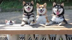 Une chienne coquine, de la race shiba inu, ruine les photos de groupe parfaites avec ses frères et sœurs en faisant des pitreries