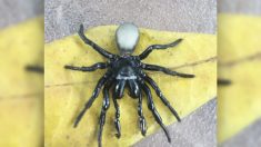 Une femme effrayée trouve 20 araignées venimeuses dans sa piscine en Australie