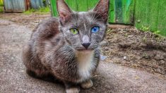 Un chat affamé couvert de saleté et de puces sauvé des rues se révèle avoir des yeux magnifiques
