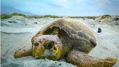 Les tortues de mer sont en plein essor partout dans le monde grâce au confinement du coronavirus