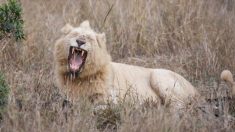 Un photographe de la faune sauvage saisit une vue extrêmement rare d’un lion blanc dans la nature