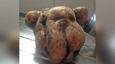 Une jardinière découvre avec étonnement une pomme de terre qui est le « portrait craché » de son chien