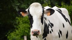 Haute-Corse : il découvre un troupeau de vaches mortes dans des conditions mystérieuses, le corps raide et gonflé