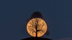 Cette photo de la pleine lune derrière un arbre sans feuilles est devenue virale – le photographe partage son histoire