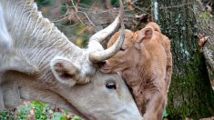Dordogne : il va aux champignons et sauve une vache et son veau perdus en forêt