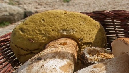 Dordogne : pour sa première cueillette de cèpes, il trouve un spécimen de 2,480 kg