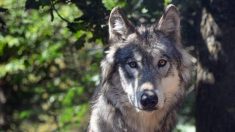 Hérault: un loup percuté par un véhicule près d’une station balnéaire