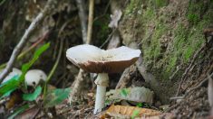 Maine-et-Loire : un petit garçon de 11 ans part aux champignons et déniche une coulemelle d’une taille exceptionnelle