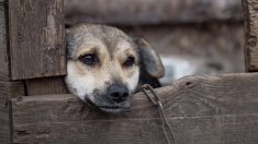 Oise : une association sauve une vingtaine d’animaux enfermés dans un appartement couvert d’immondices