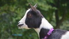 Meurthe-et-Moselle : une chèvre naine découverte mutilée, les deux oreilles coupées