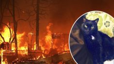 Le chat d’une famille que l’on croyait mort dans un incendie est retrouvé sur Facebook deux ans plus tard