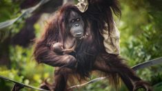 Un zoo britannique accueille un bébé orang-outan inattendu malgré les tests de grossesse négatifs de sa mère