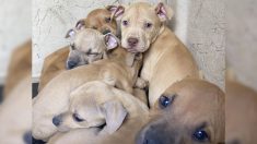 36 chiens saisis dans le cadre d’une enquête pour cruauté envers les animaux