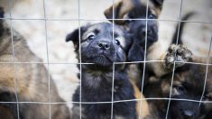 Plus de 100 chiens morts et affamés trouvés dans un foyer sordide, sauvés par un groupe de sauvetage d’animaux