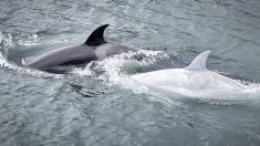 Des observateurs repèrent une orque blanche ultra rare chassant au large des côtes de l’Alaska