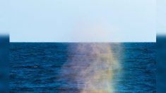 Des photos étonnantes montrent une baleine à bosse laissant jaillir un arc-en-ciel coloré de son évent