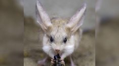 Voici le rongeur ayant les plus grandes oreilles (par rapport à son corps) sur terre – et c’est adorable !