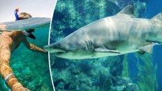 Une femme enceinte sauve son mari attaqué par un requin-bouledogue de 2 mètres alors qu’il faisait de la plongée libre dans les Keys de Floride