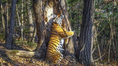Un cliché impressionnant d’une tigresse étreignant un arbre remporte le prix du photographe animalier de l’année 2020
