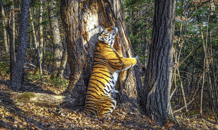 (Avec l'aimable autorisation de Sergey Gorshkov/Wildlife Photographer of the Year)