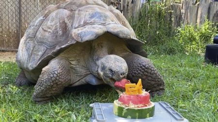 Une tortue des Galapagos de 200 kg célèbre son 54e anniversaire avec un gâteau à la pastèque au zoo de Perth