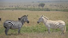 Un couple en safari capture des photos d’un zèbre blanc extrêmement rare qui broute dans la savane africaine