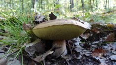 Gironde : il part cueillir des champignons dans les bois et tombe sur deux cèpes d’une taille remarquable