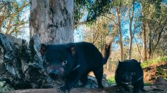 Les diables de Tasmanie sont réintroduits en Australie continentale après 3000 ans d’absence