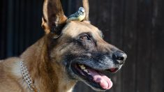 Vaucluse : récupéré lors d’une perquisition, un chien devient gendarme