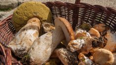 Gironde : il part cueillir des champignons dans les bois et fait une récolte prodigieuse