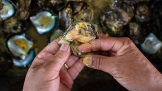 Gironde : elle découvre une perle en ouvrant les huîtres qu’elle vient d’acheter
