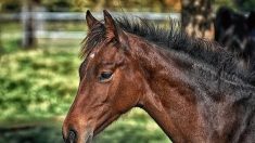 Maltraitance animale :  un cheval blessé par un objet tranchant dans un centre équestre dans le Gard