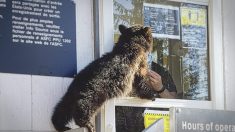 Un ourson capturé alors qu’il tentait de traverser la frontière entre le Canada et les États-Unis ‘sans documents de voyage’ est pris en charge par un refuge