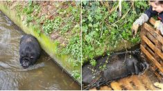 Pyrénées-Orientales : des pompiers sauvent un cochon noir de 150 kilos coincé dans un canal d’irrigation