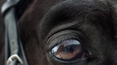 Hérault : enquête ouverte après la découverte d’un cheval sauvagement mutilé