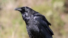Des corbeaux savent prévoir l’outil donnant accès à un aliment