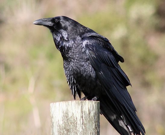 -Grand corbeau à Bodega Head State Park, comté de Sonoma, Californie. Photo de David Hofmann Wikipédia
