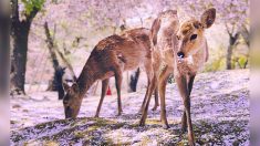 Un photographe filme des cerfs japonais qui inclinent poliment leurs têtes dans un décor surréaliste de fleurs de cerisiers