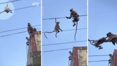 Une vidéo à couper le souffle : un singe risque sa vie pour sauver son bébé piégé sur des fils électriques