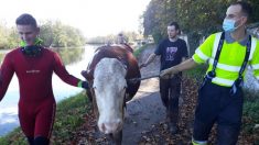 Yonne : des pompiers sauvent la vache d’un agriculteur qui menaçait de se noyer dans le canal du Nivernais