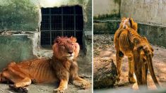Un visiteur bouleversé dénonce la négligence d’un lion émacié et d’animaux affamés, découverts dans un horrible zoo nigérian
