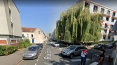Seine-et-Marne : il grimpe en haut d’un saule pleureur pour échapper à la police