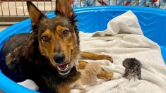Une chienne secourue « adopte » des chatons orphelins après avoir perdu ses chiots prématurés