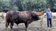 Corse : un taureau retrouvé mort avec une oreille sectionnée à Pila-Canale
