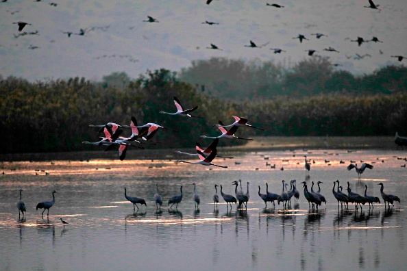 -Des grues et des flamants roses, lors de la migration des oiseaux d'Europe vers l'Afrique et ils peuvent transmettre la grippe aviaire, le 17 octobre 2019. Photo par Jalaa Marey / AFP via Getty Images.