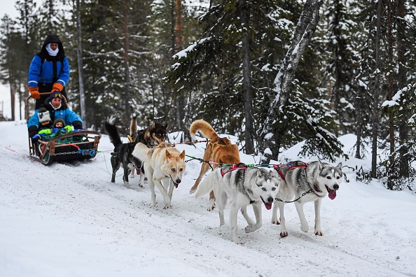 -Les vacanciers font une promenade en traîneau à chiens près de Rovaniemi, en Laponie finlandaise, le 3 décembre 2019. Photo par Jonathan Nackstrand / AFP via Getty Images.