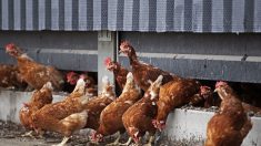 Grippe aviaire: les Pays-Bas abattent 190.000 poulets dans deux élevages
