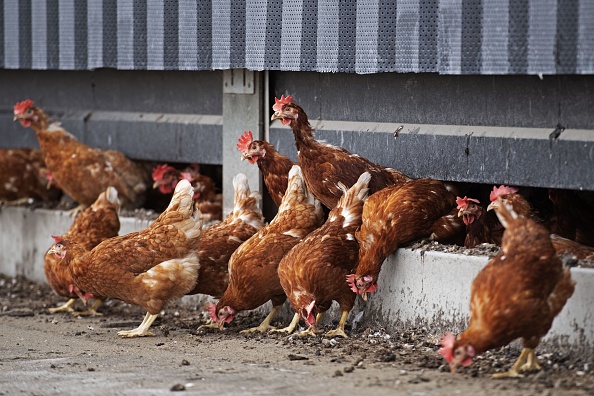 -Les poulets d'une ferme avicole aux Pays-Bas, le 29 avril 2020. Photo par Olaf Kraak / ANP / AFP via Getty Images.
