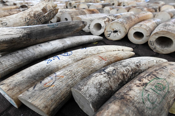 À la frontière du Cameroun, des agents des douanes ont saisi 187 défenses d'éléphants, représentant 856 kg d'ivoire pur, dans un camion qui arrivait du Gabon. (Photo ROSLAN RAHMAN/AFP via Getty Images)