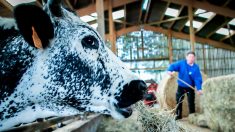 Finistère : en réponse à des tags injurieux de militants animalistes, un agriculteur fait réaliser une fresque